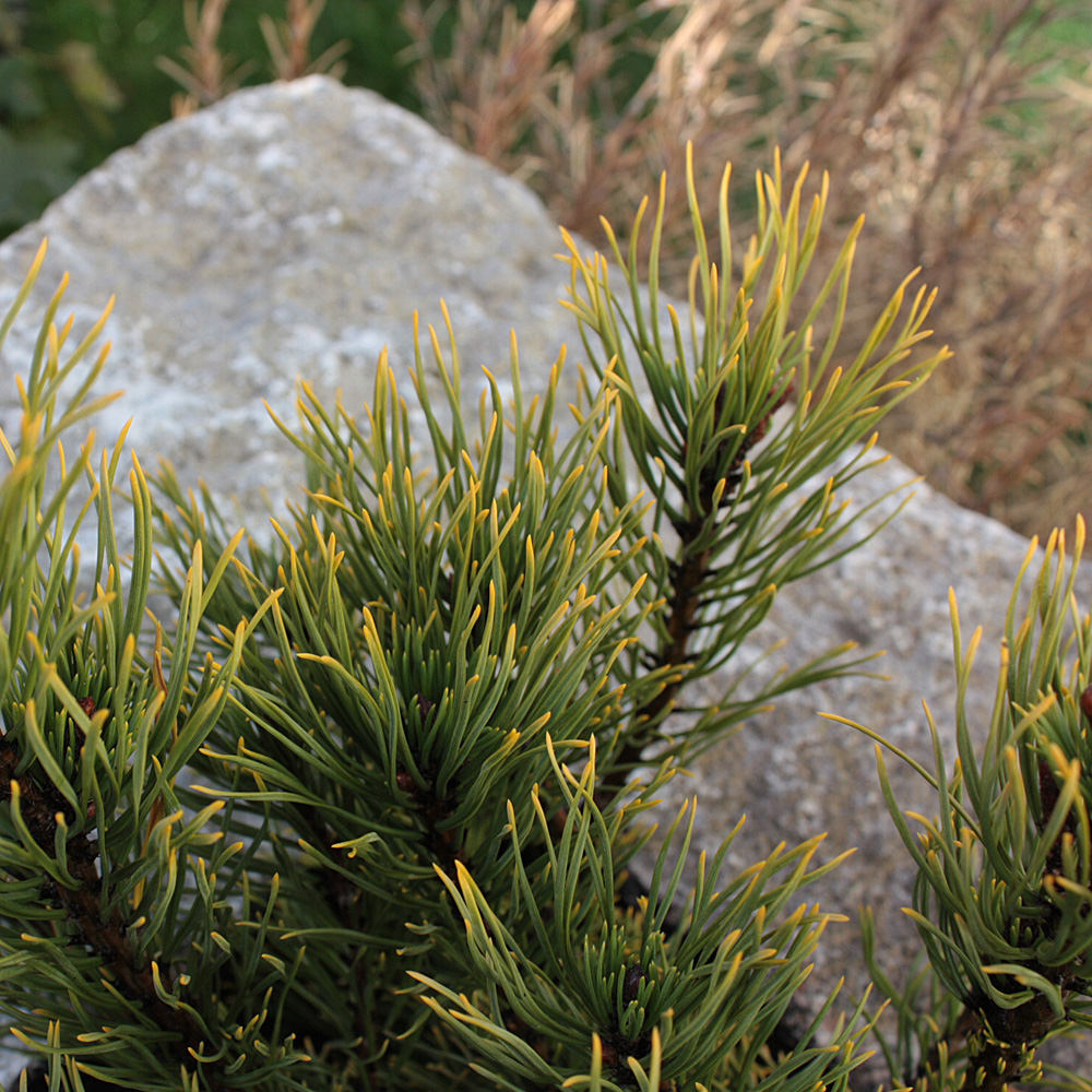 Bergkiefer, Kiefer, Pinus, immergrün