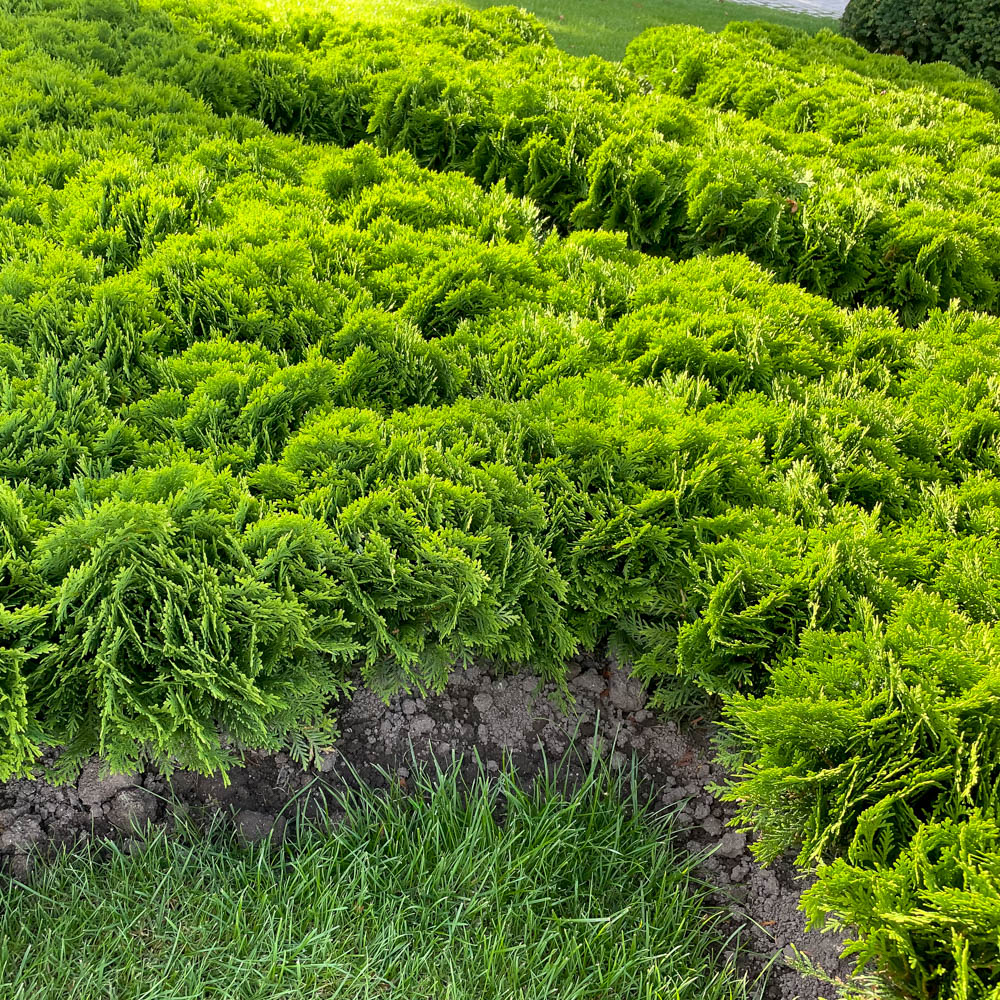 Thuja Danica, Kugellebensbaum, Lebensbaum, immergrün