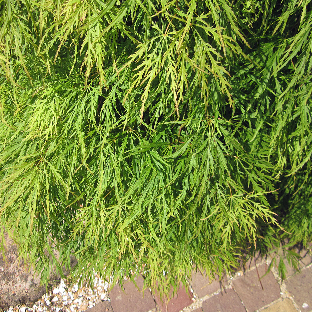 Schlitzahorn, Acer, Ahorn, Stämmchen