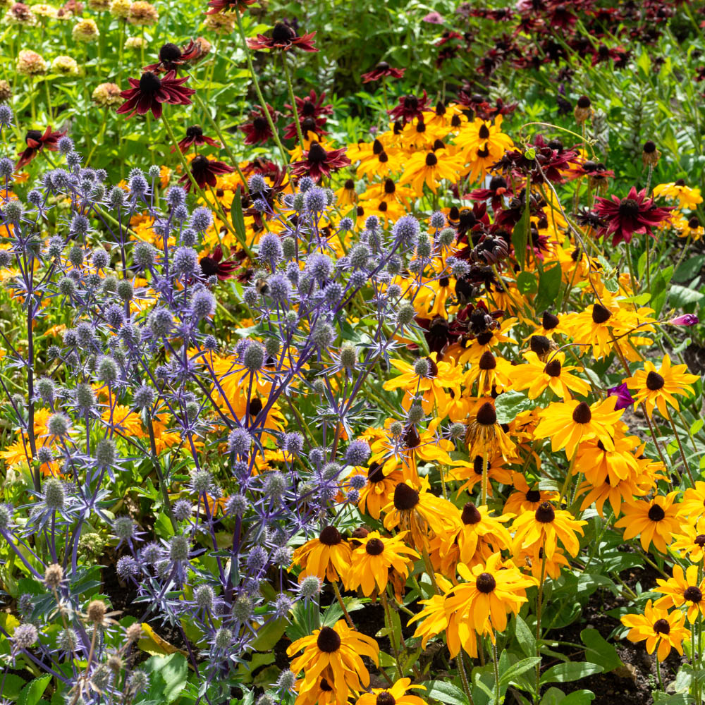 Edelblaudistel 'Blauer Zwerg'