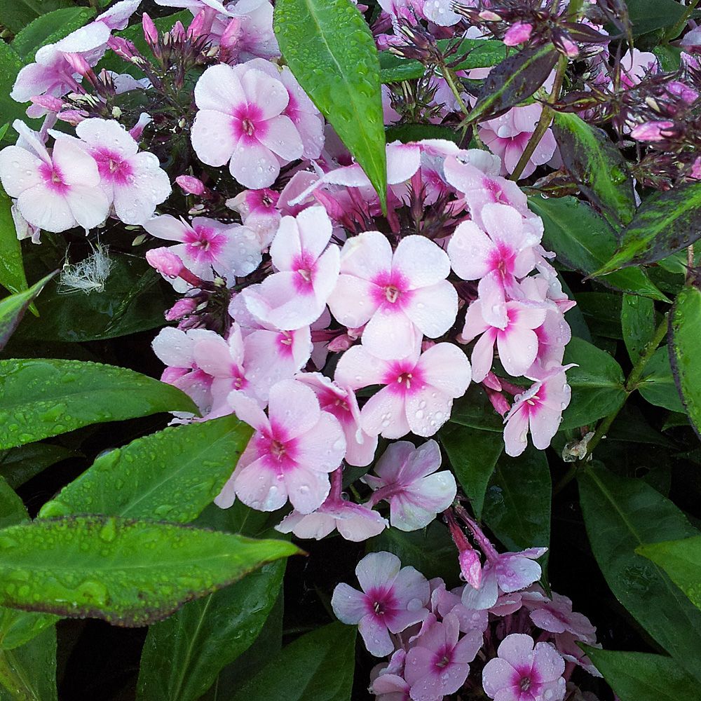 Phlox Brigth Eyes, Flammenblume, Beetstaude