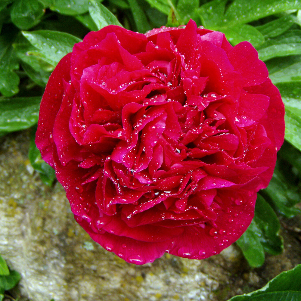 Pfingstrose, Blütenstaude, Schnittblume