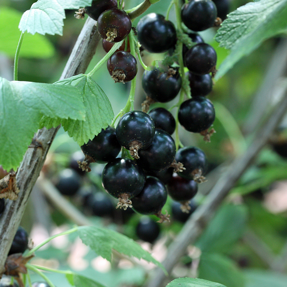Schwarze Johannisbeere 'Titania'