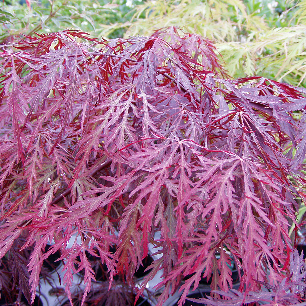 Roter Schlitzahorn, Ahorn, Acer, Blattschmuck, Stämmchen