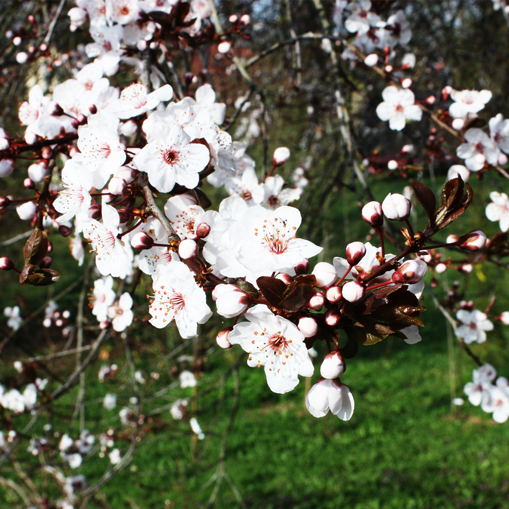 Blutpflaume 'Trailblazer'