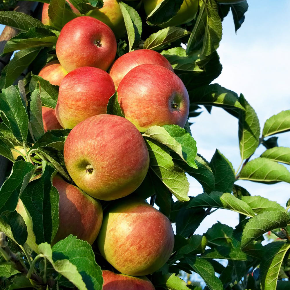 Säulenapfel 'Starcats' ®