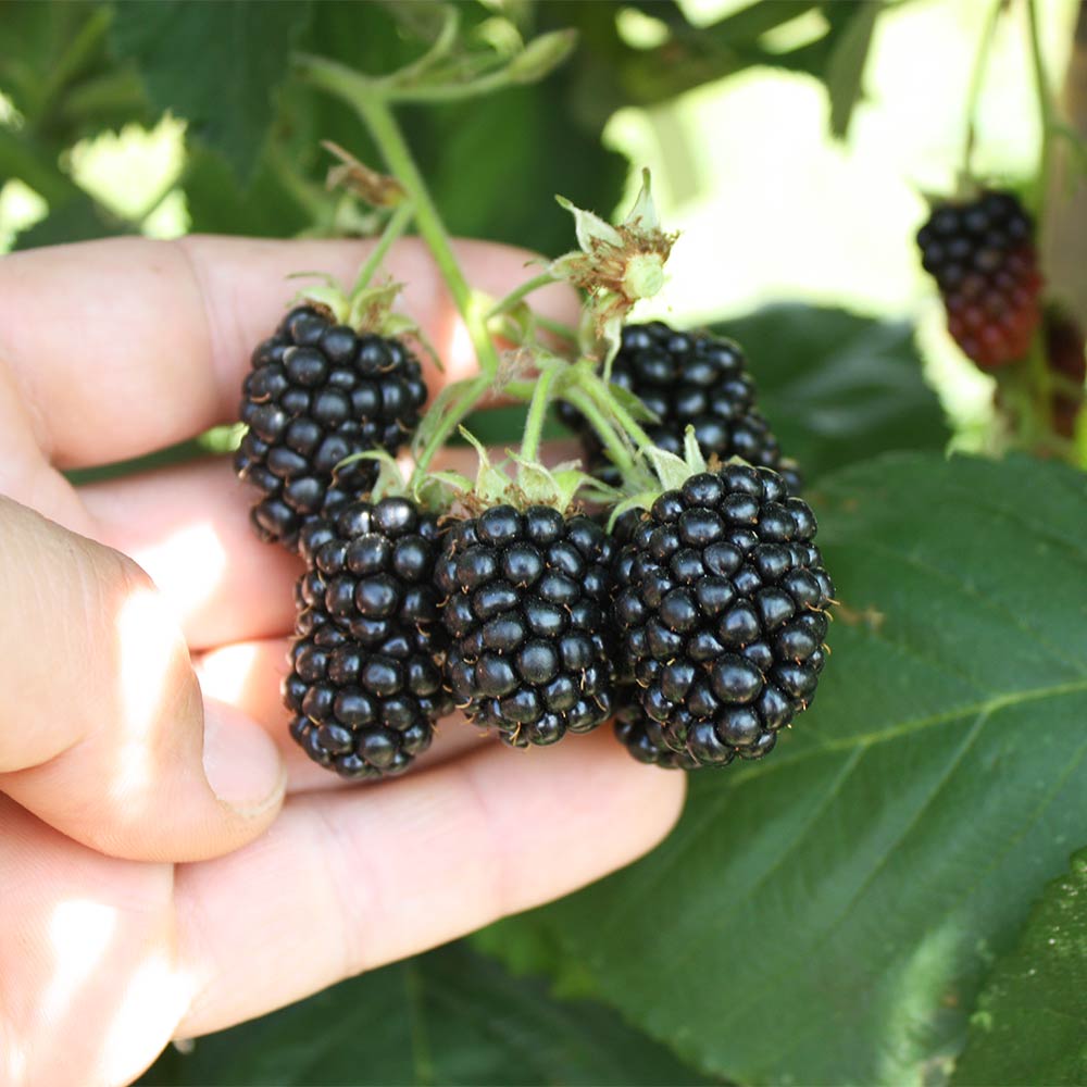 Brombeere 'Black Satin'