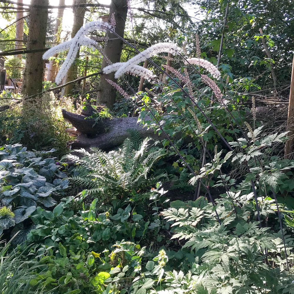 Silberkerze 'Atropurpurea'