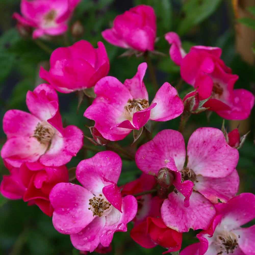 Strauchrose 'Mozart'
