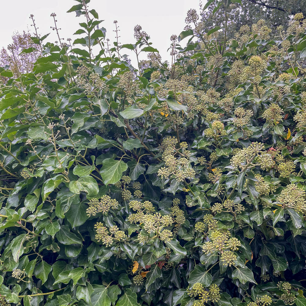 Strauch Efeu, Hedera, kleinwüchsig