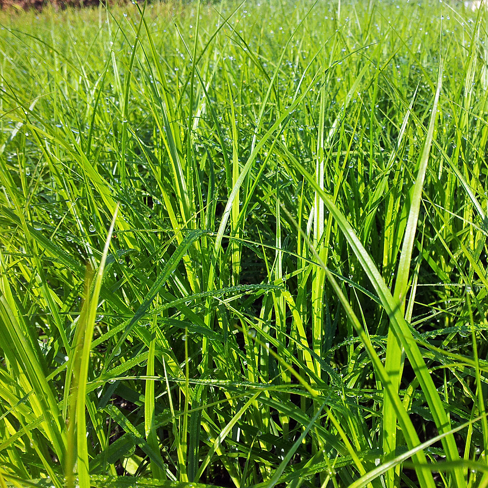 Palmwedel-Segge