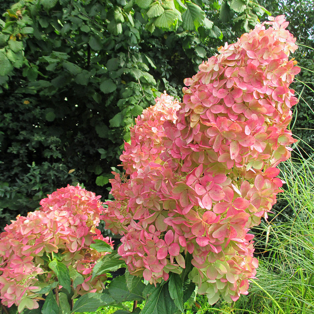 Hortensie Phantom, Hydrangea, Rispenhortensie, Blütenstrauch