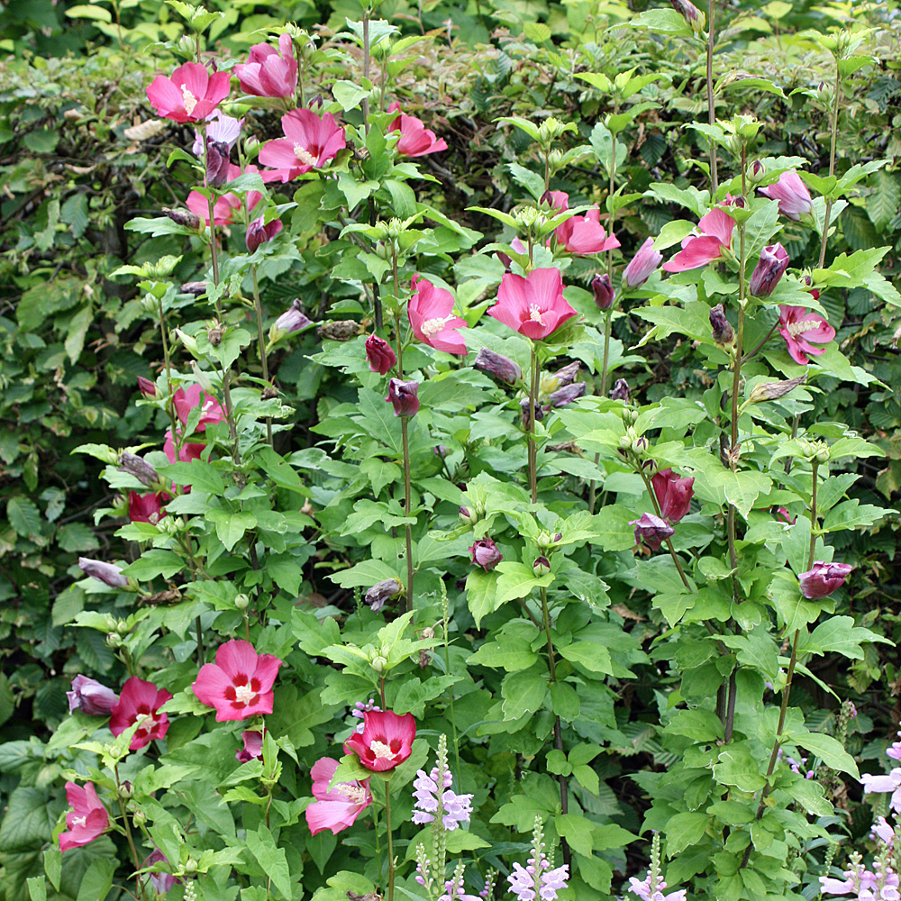 Garteneibisch, Hibiskus Woodbrigde, Blütenstrauch