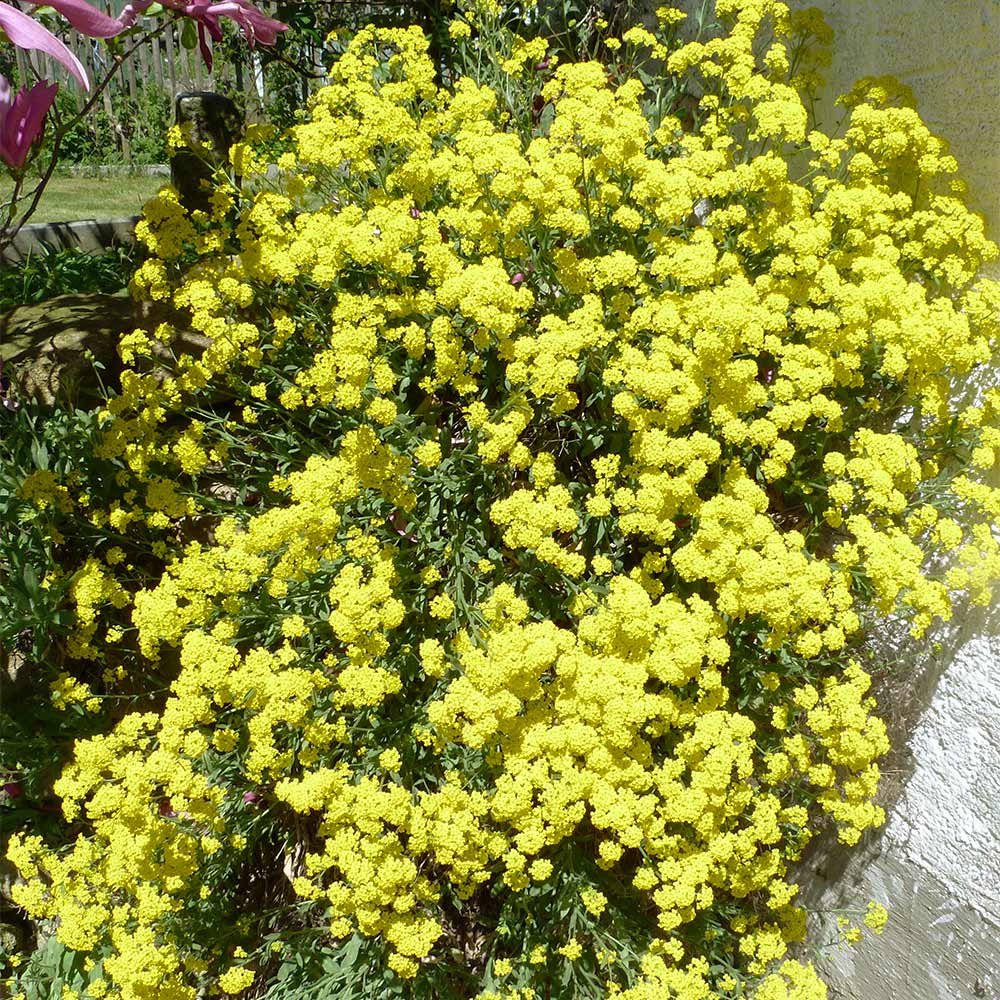 Felsen-Steinkraut 'Compactum Goldkugel'