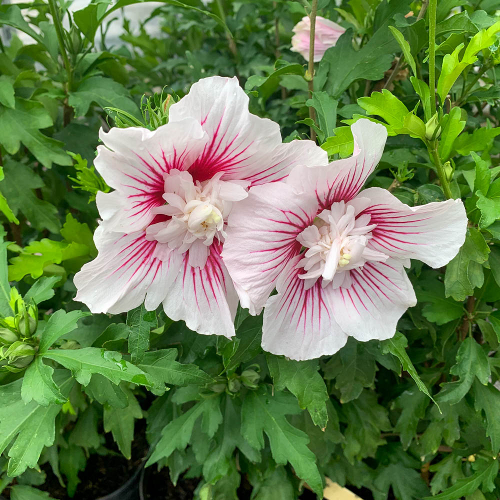 Hibiskus 'Starbust Chiffon'®