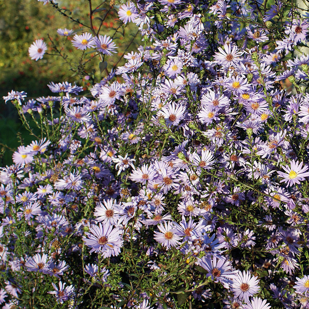 Glatte Aster Calliope, Herbstblüher