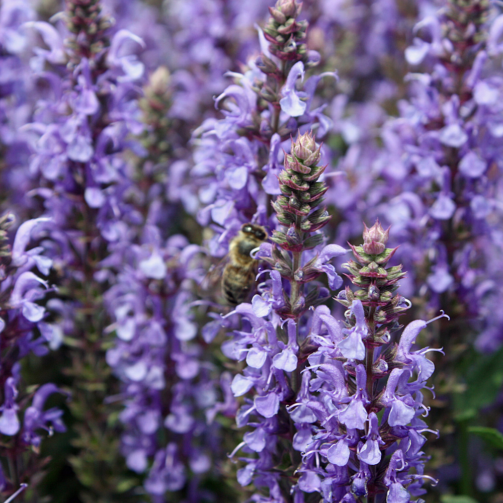 Salbei Blauhügel, Salvia, Bienenweide