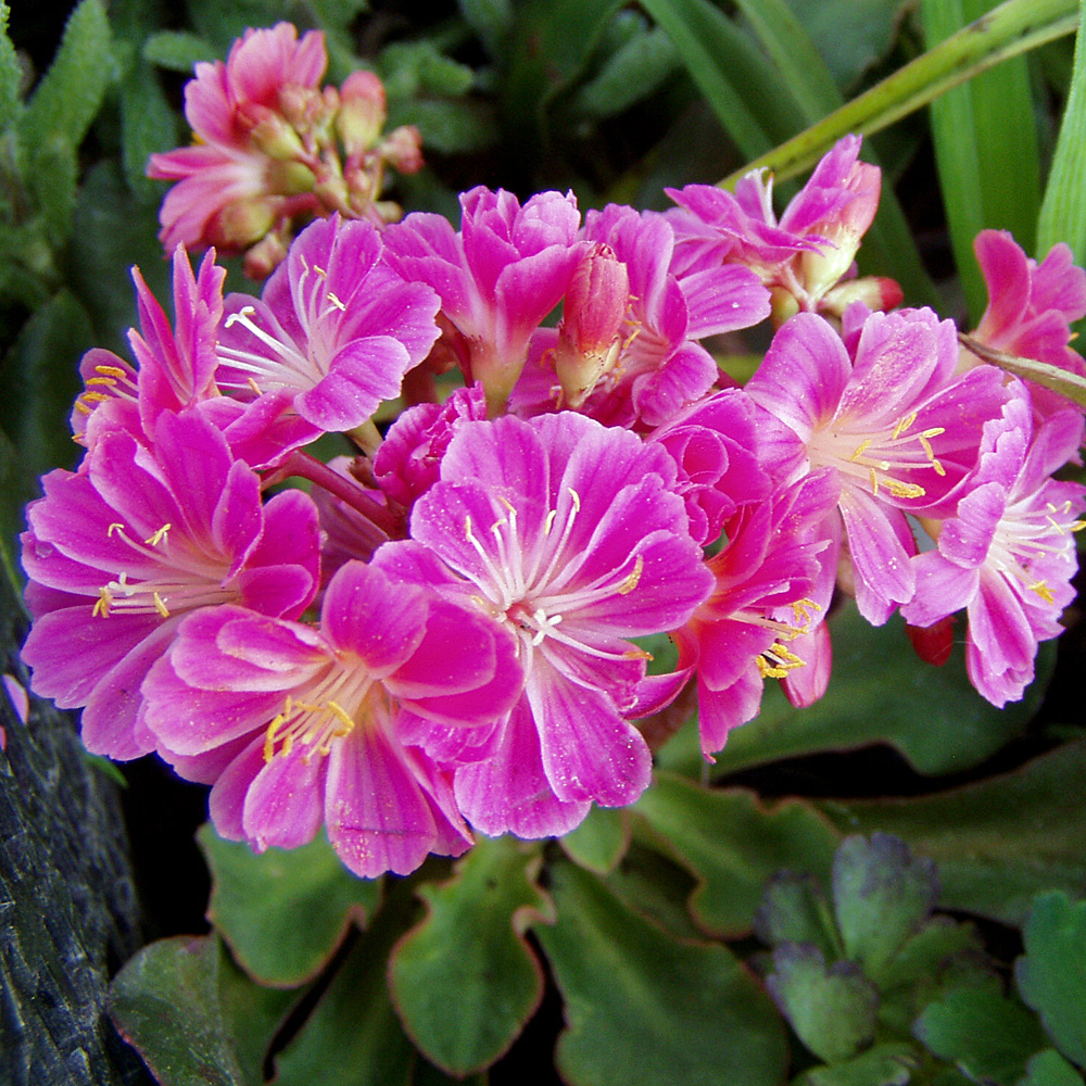 Bitterwurz Regenbogen, Lewisia, Steingarten