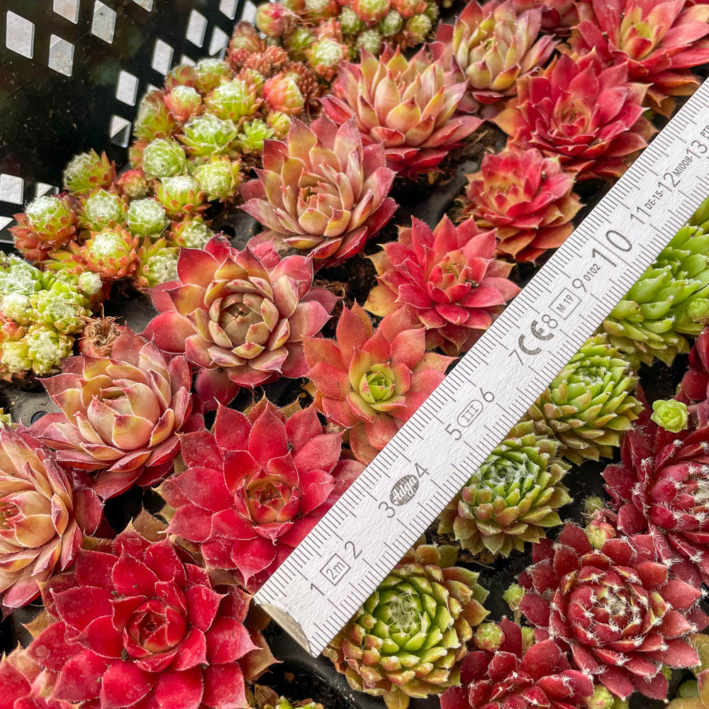Sempervivum Mix-Platte
