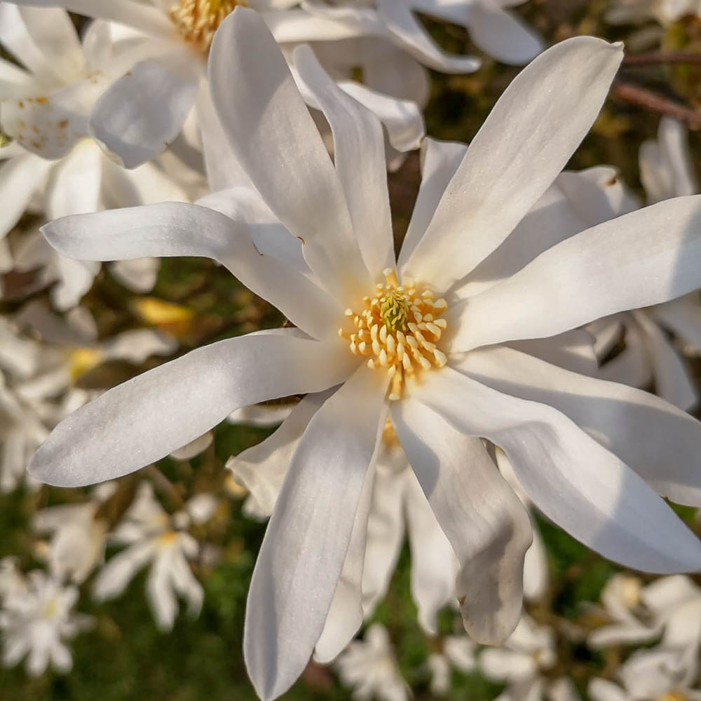 Magnolie, Sternmagnolie, Zierstämmchen