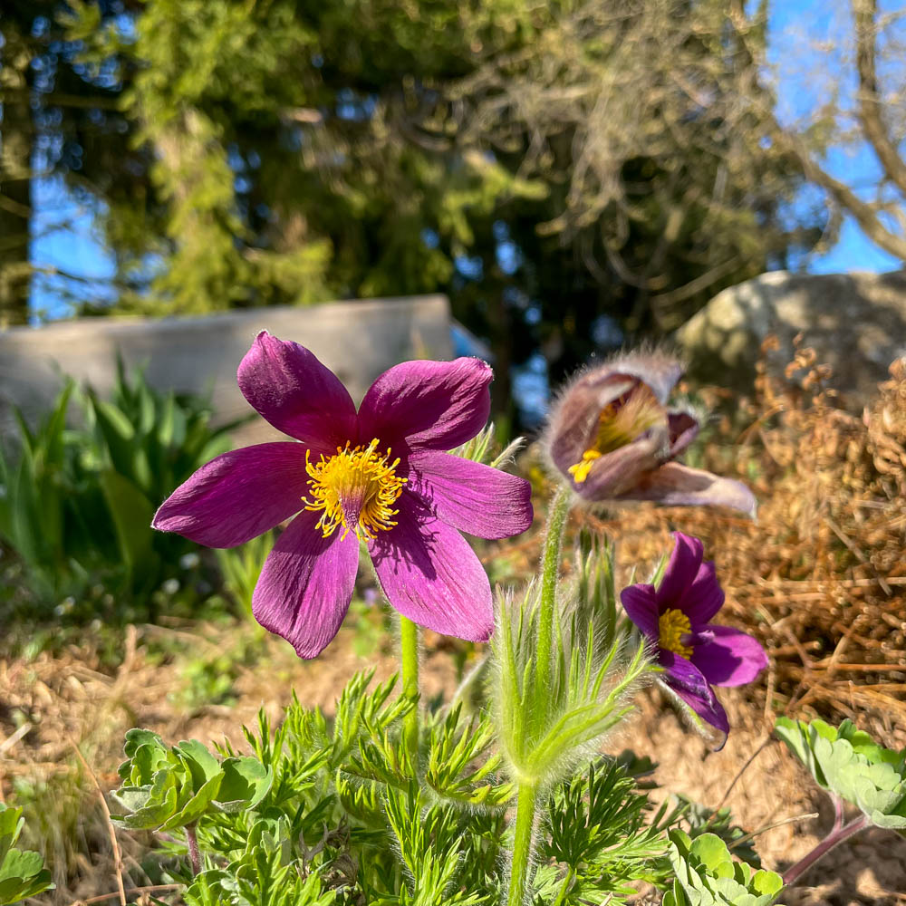 Küchenschelle - Pulsatilla vulgaris