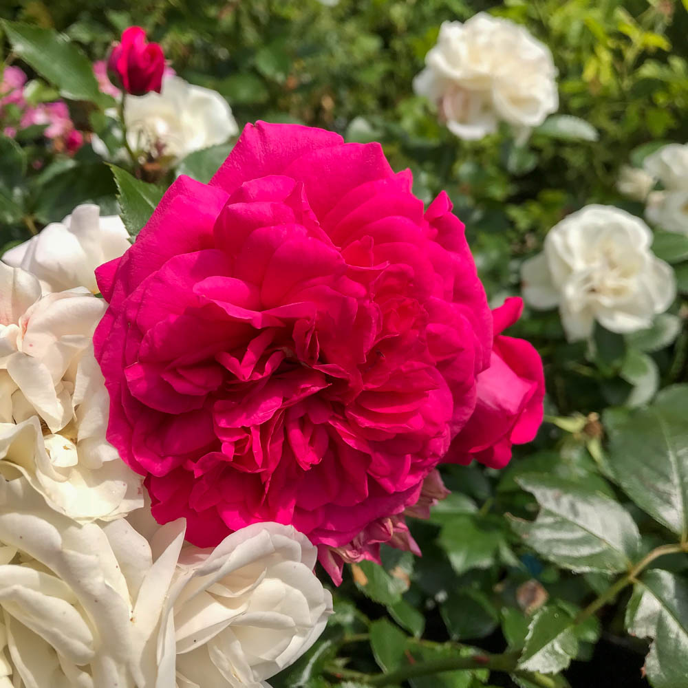 Kletterrose Laguna, Rosa, Fassadenbegrünung