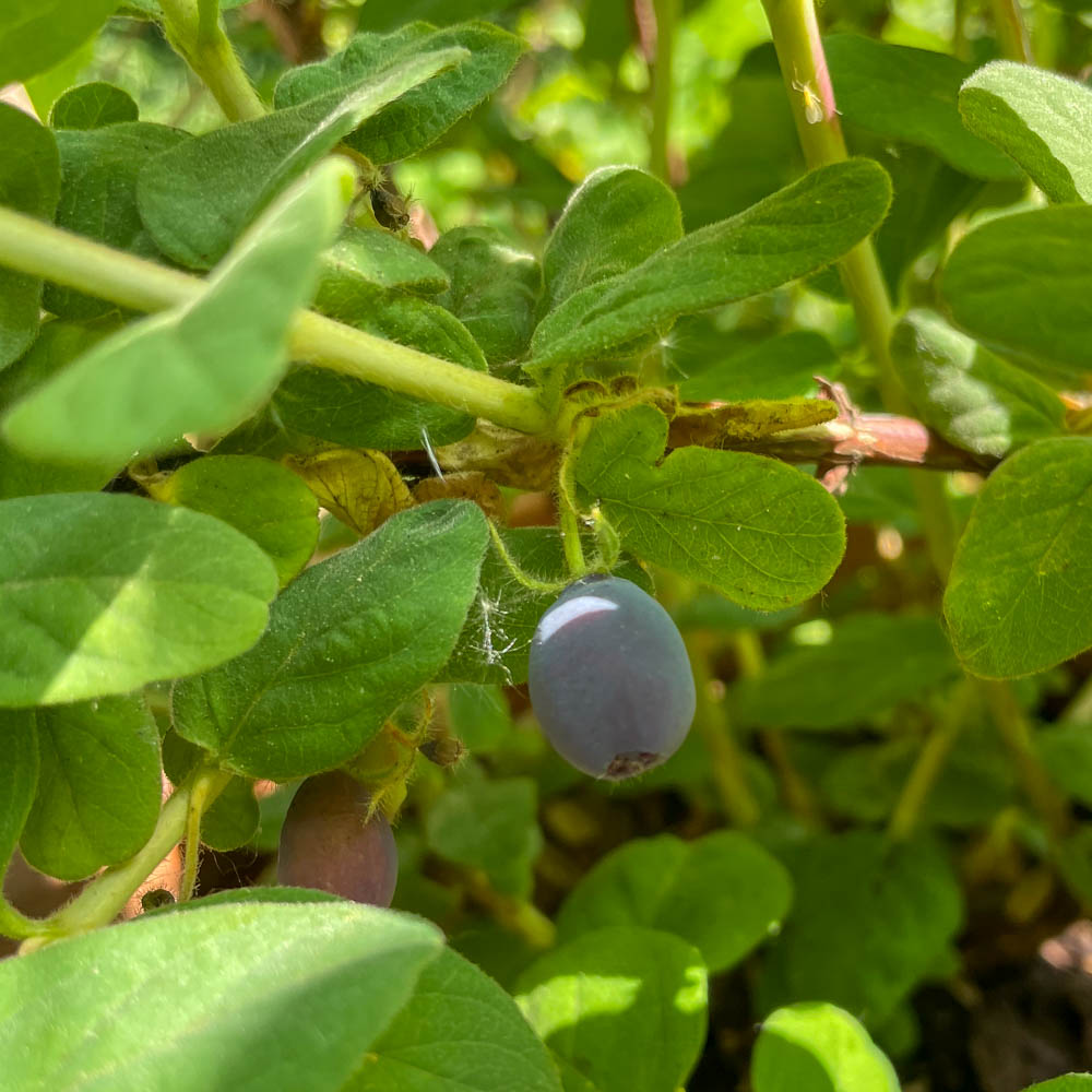 Honigbeere 'Duet'