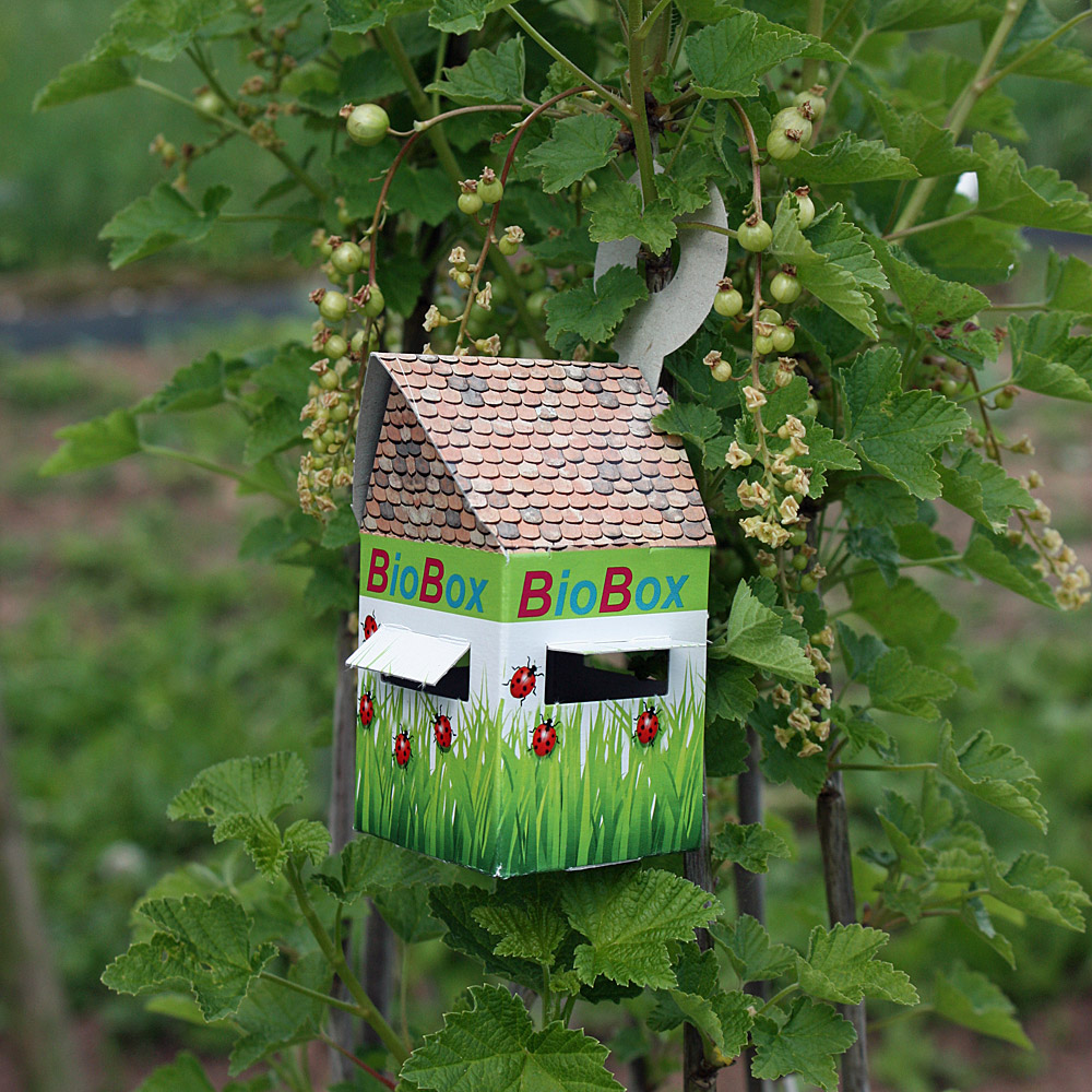 Florfliegenlarven in Buchweizen