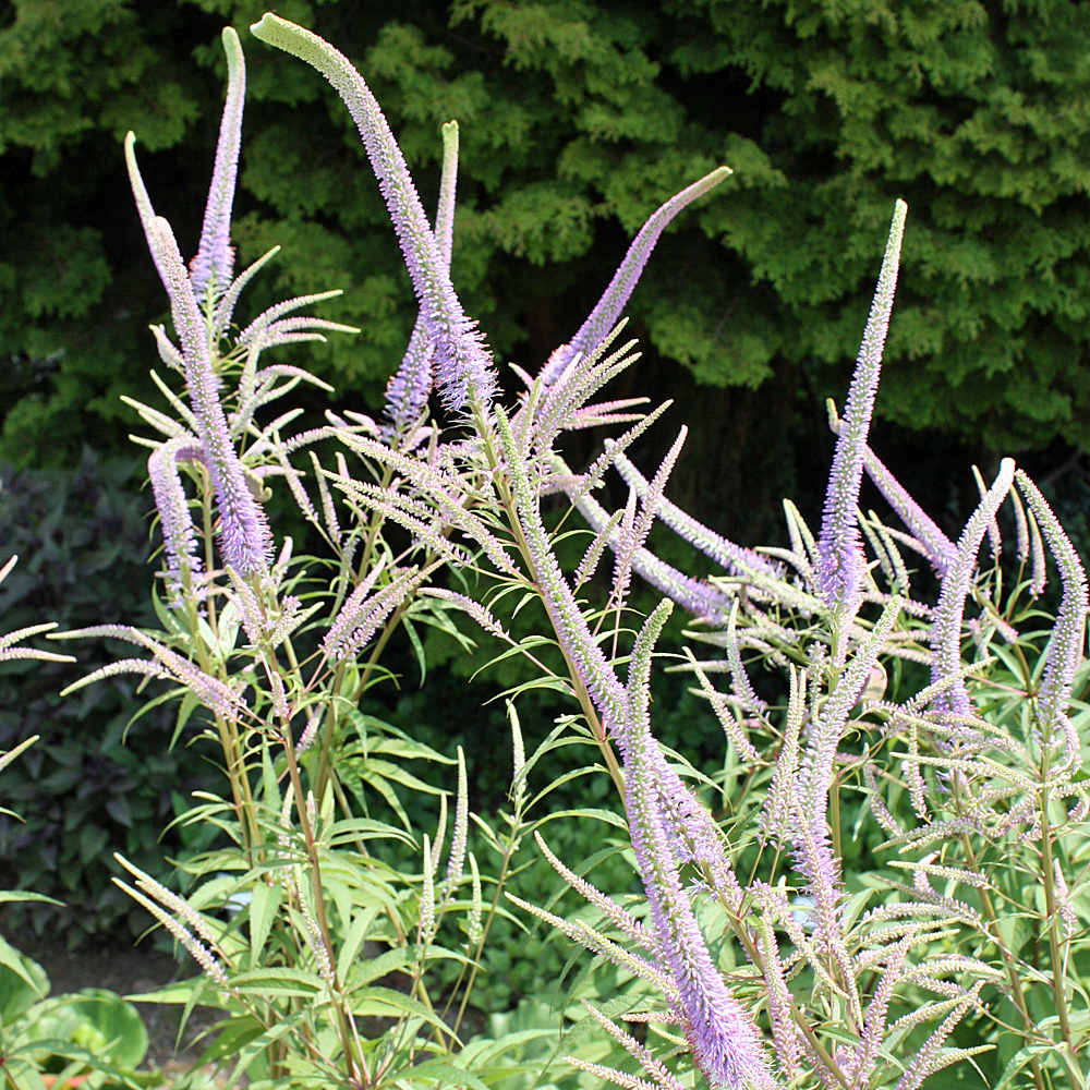 Ehrenpreis, Veronicastrum, Prachtstaude