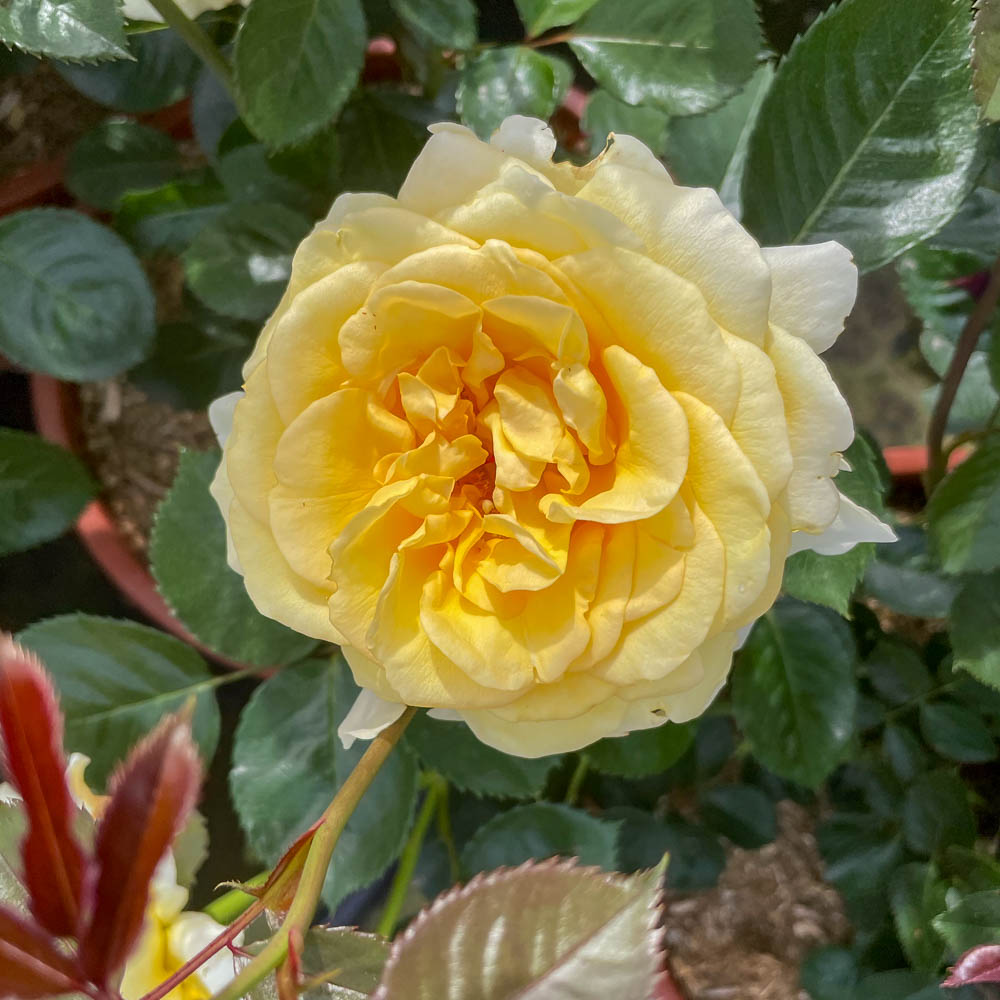 Kletterrose 'Sommergold'