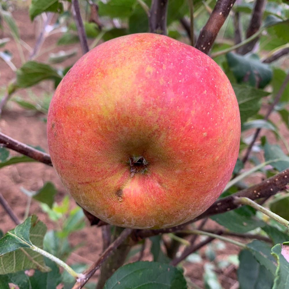Apfel 'Cox Orange'