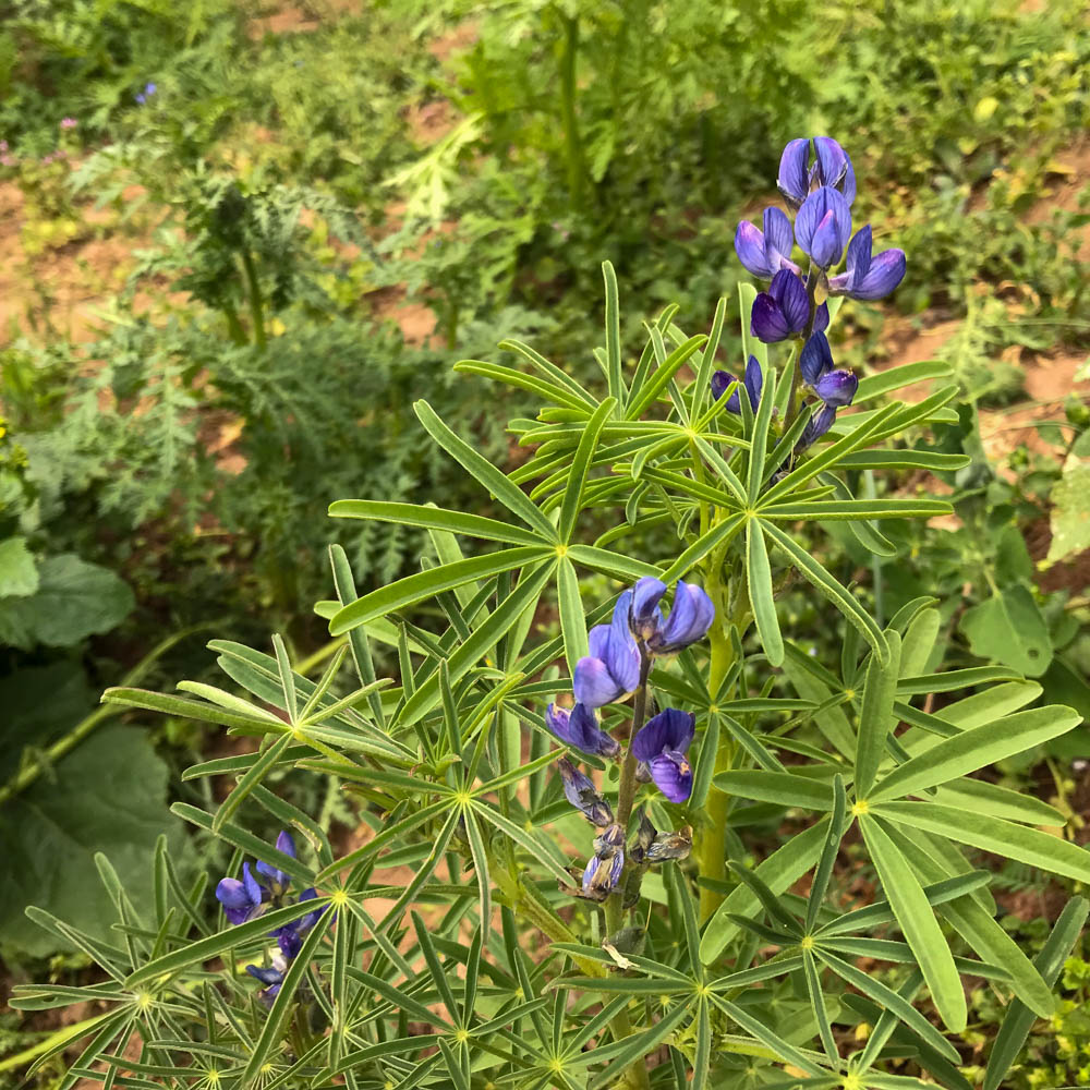 Bitterlupinen