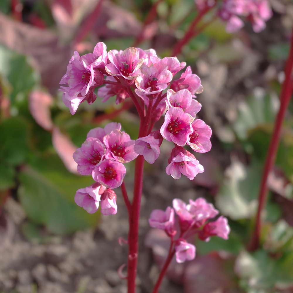 Bergenie 'Rote Schwester'