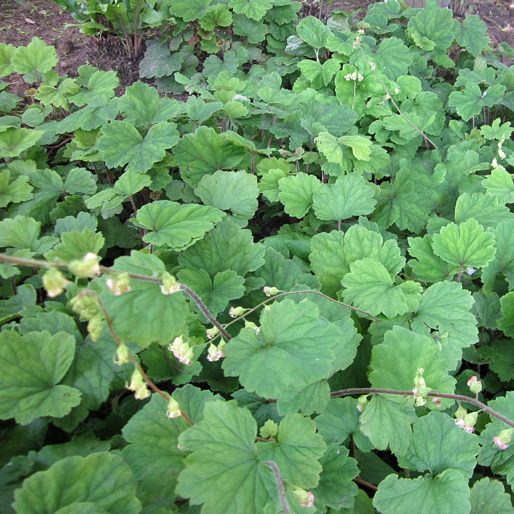 Alraunwurzel, Tellima, Bodendecker, Schattenpflanze