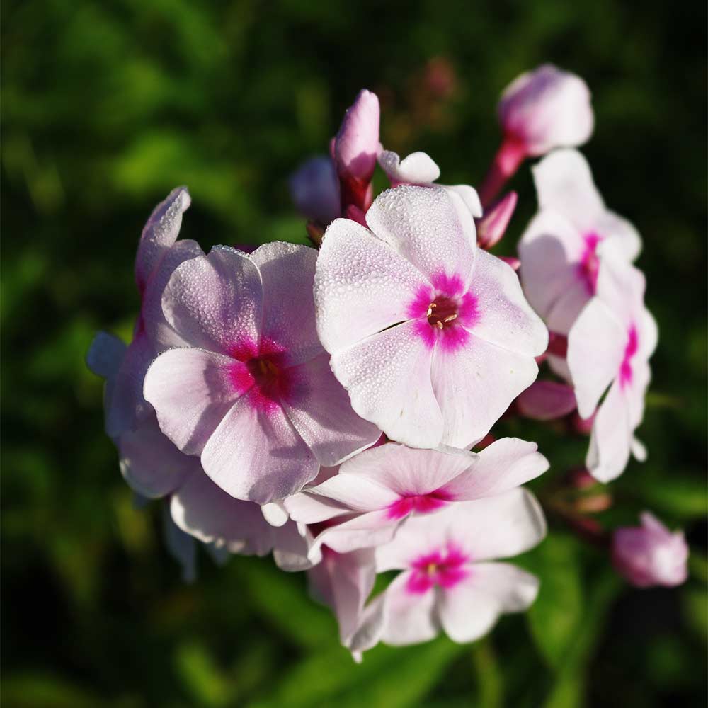 Phlox 'Europa'