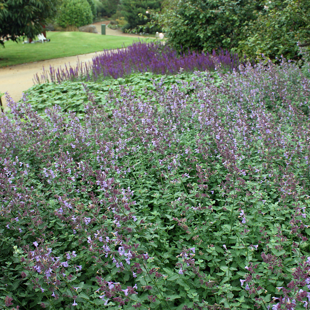 Katzenminze, Nepeta Walkers Low, Blütenpflanze, Bienenweide
