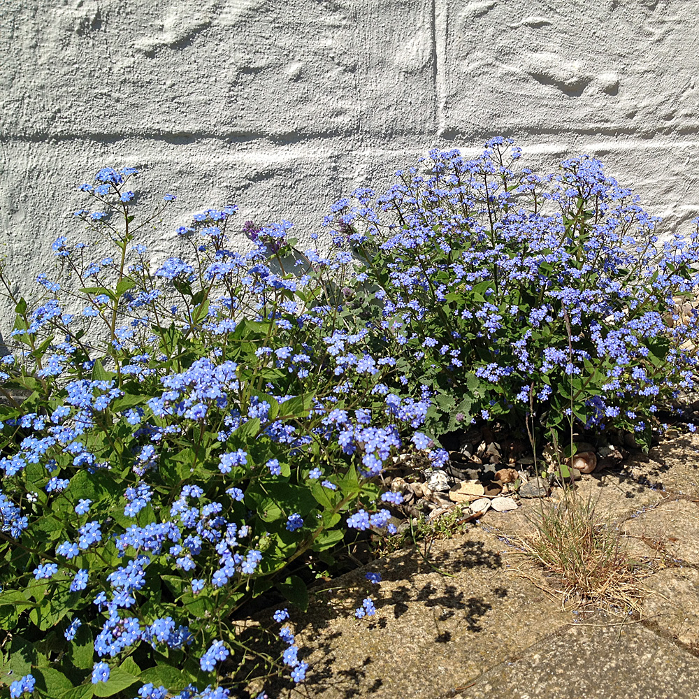 Vergissmeinnicht, Kaukasusvergissmeinnicht, Frühling