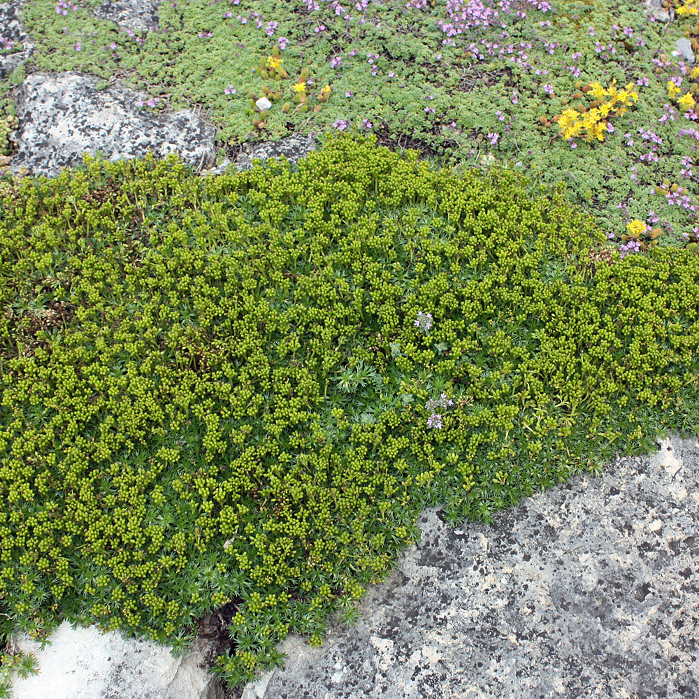 Andenpolster, Azorella, Steingarten, Japangarten