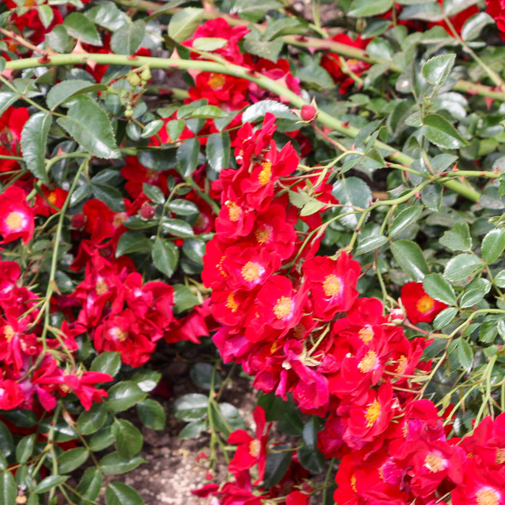 Bodendeckerrose 'Alcantara'®