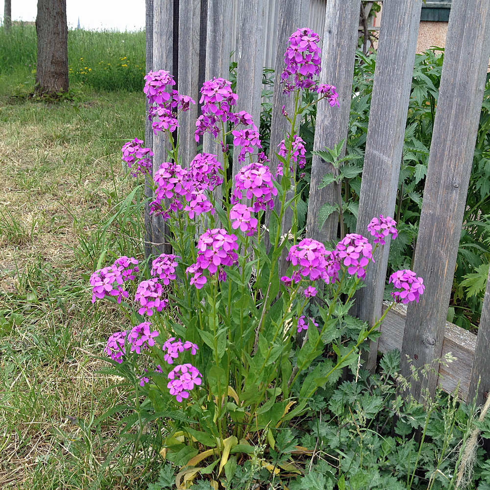 Nachtviole, Hesperis, Bauerngarten