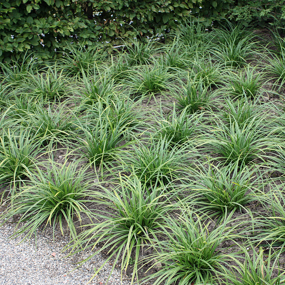 Bunte Japansegge, Carex morrowii Variegata, Ziergras