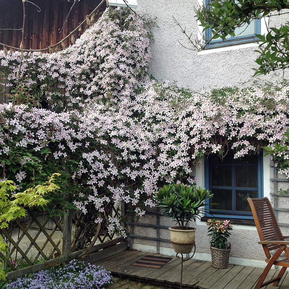 Clematis montana 'Rubens'