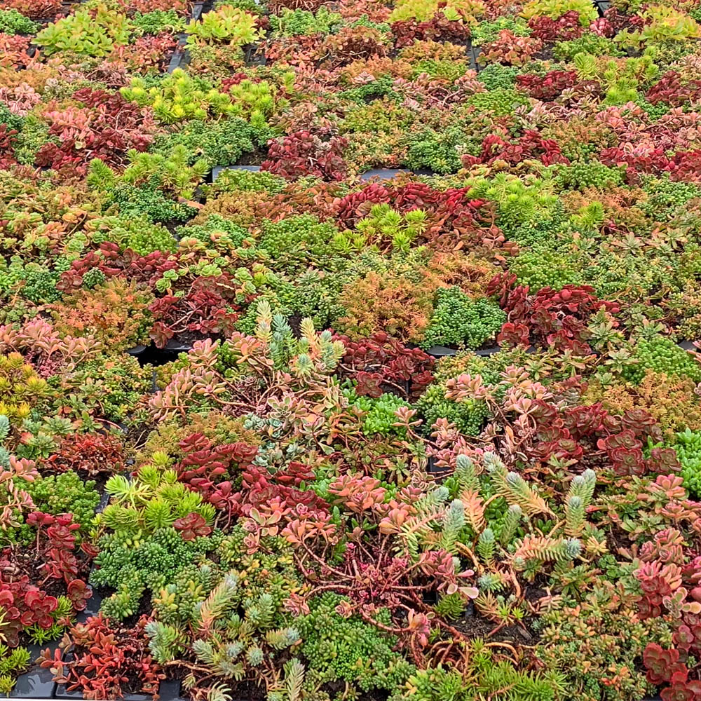 Sedum Steingarten Mischung