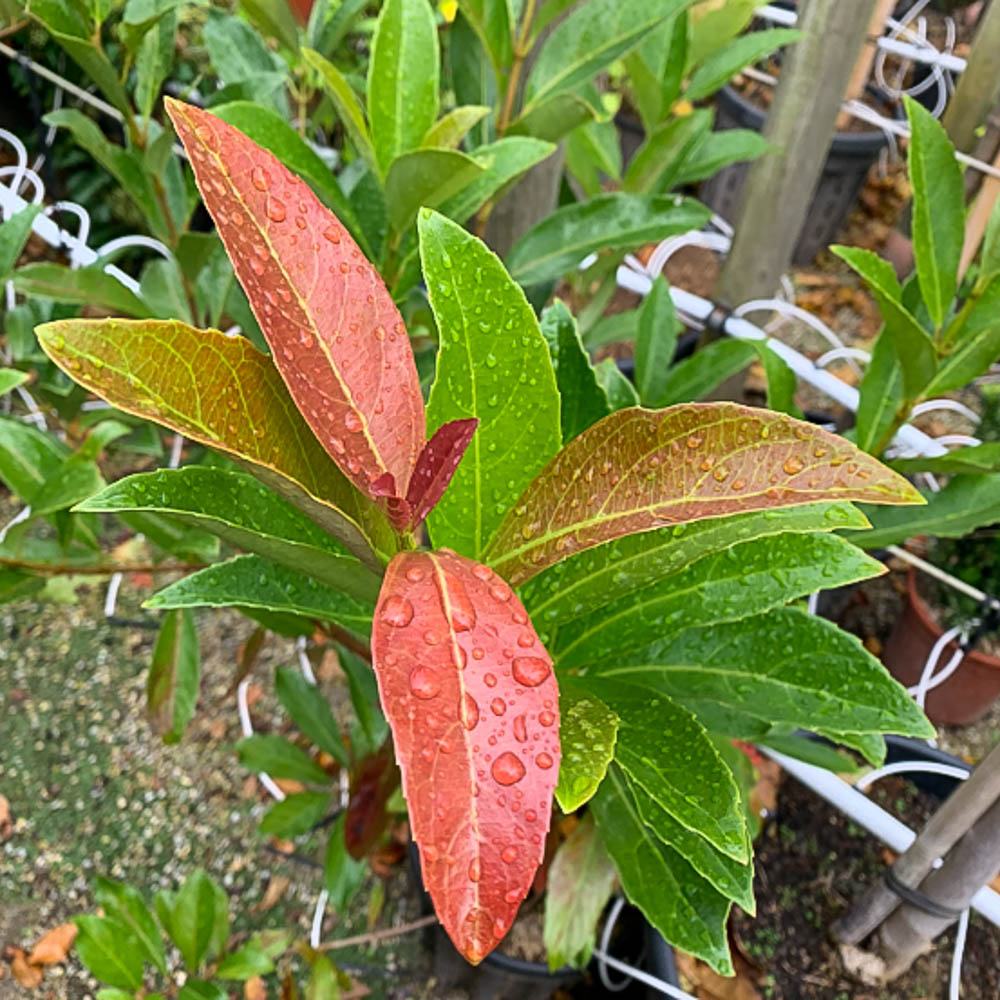 Duftender Schneeball 'Coppertop'