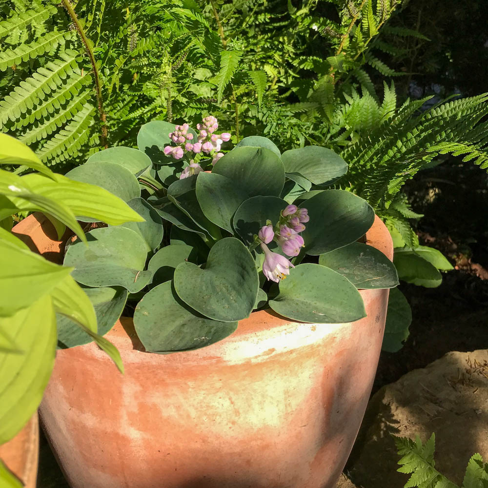 Funkie 'Blue Mouse Ears'