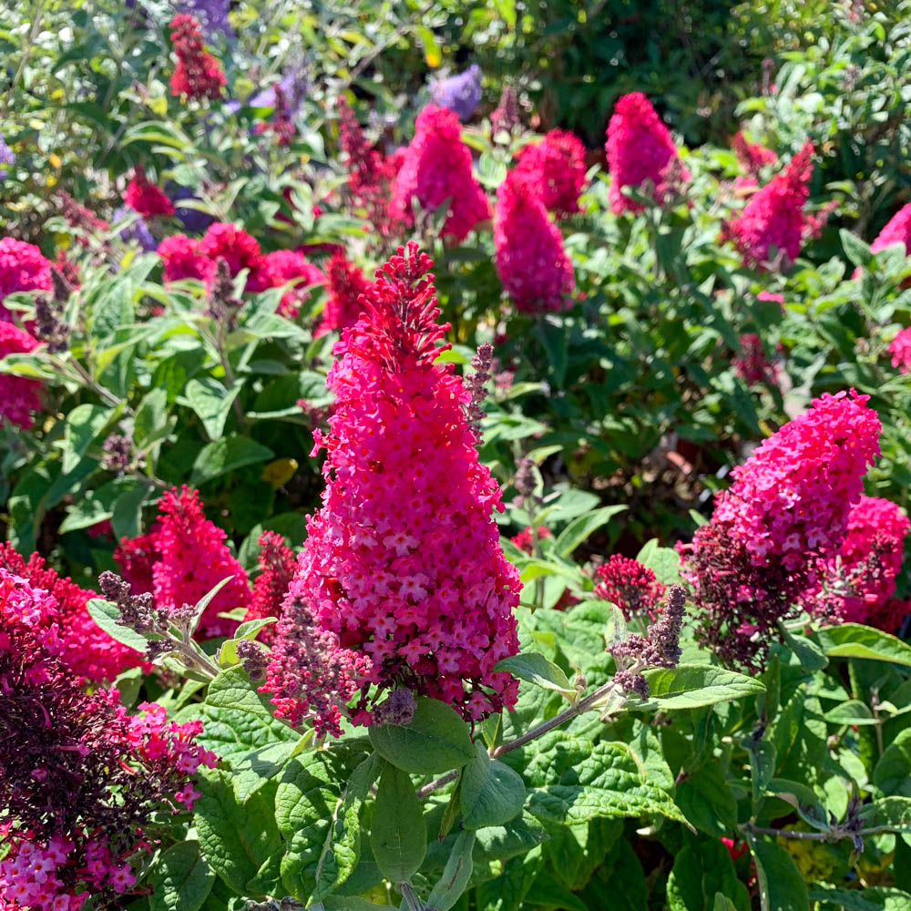 Zwerg Sommerflieder Butterfly Candy 'Little Ruby'