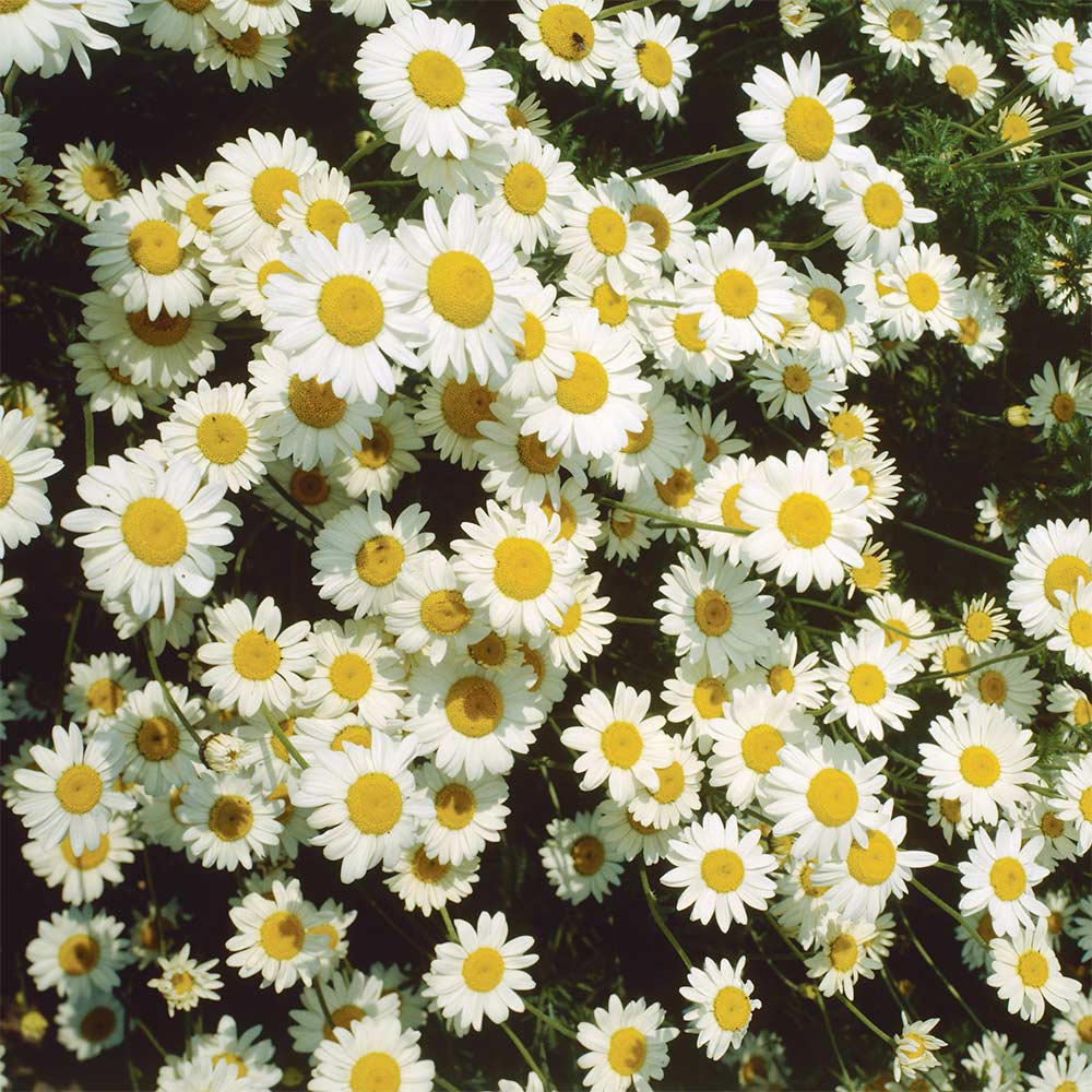 Hundskamille 'Karpatenschnee'
