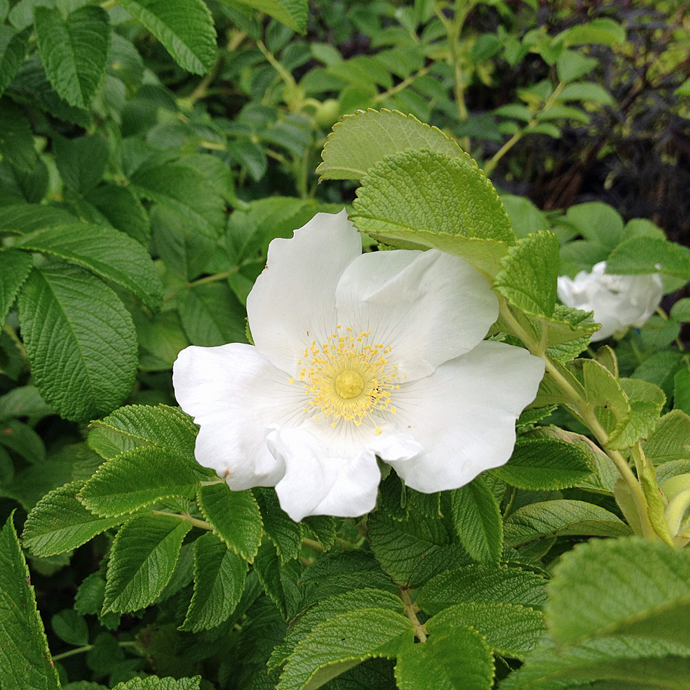 Apfelrose, Wildrose, Nützlingsmagnet