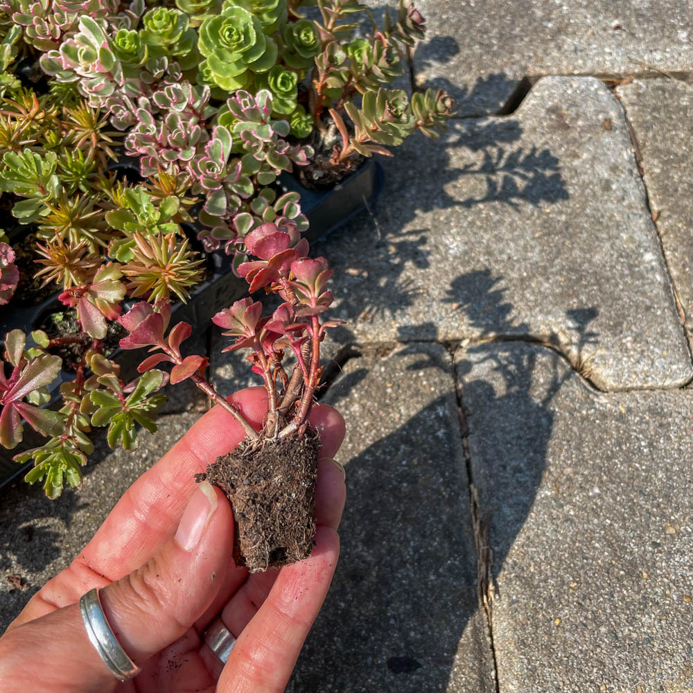 Sedum Mix-Platte