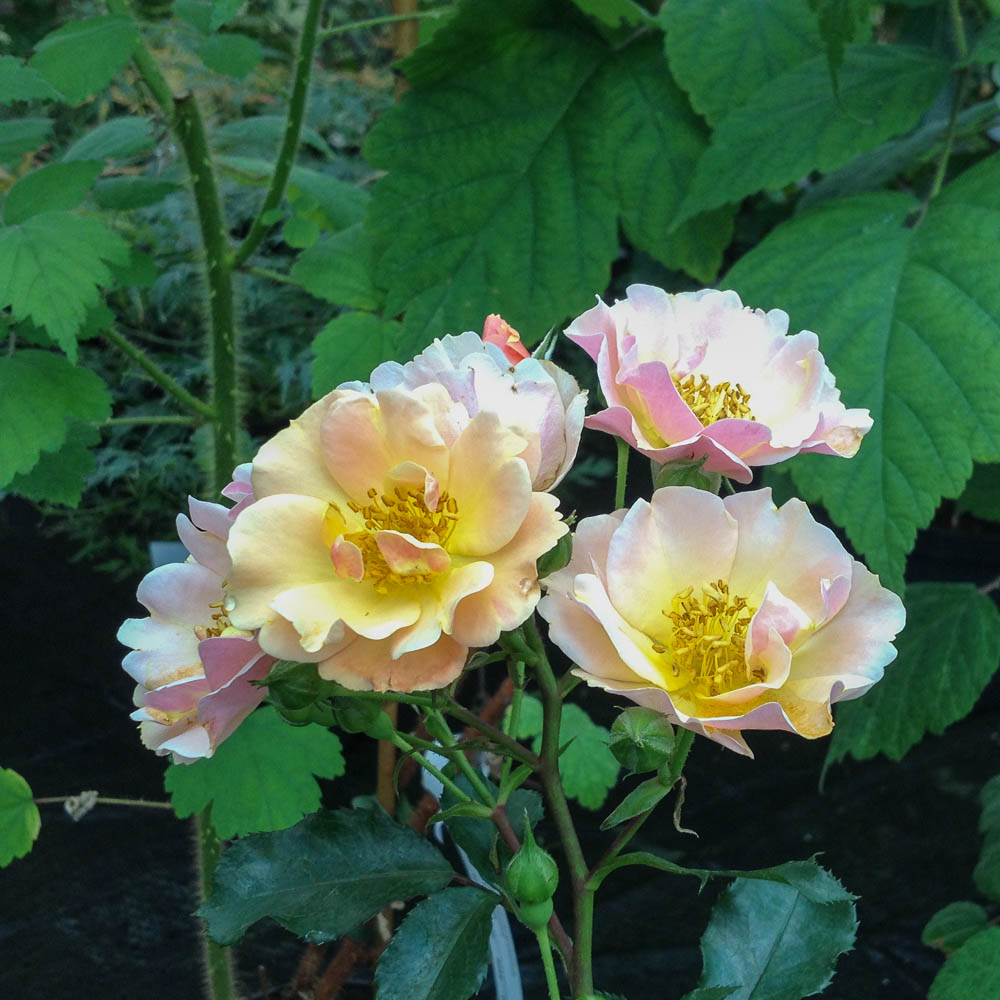 Bodendeckerrose 'Jazz ®'